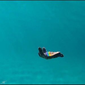 Meet your Posher, Jessie